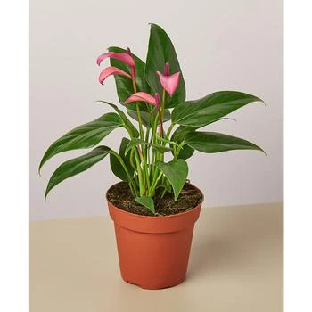 House Plant Shop | Purple Anthurium Live Plant, 4" Pot,商家Macy's,价格¥149