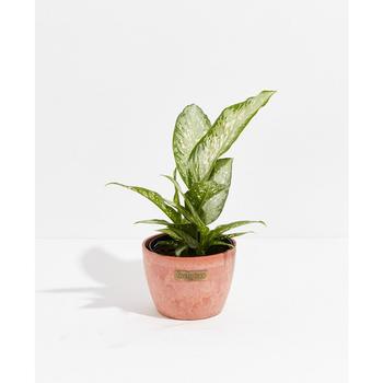 商品Dieffenbachia Tropic Snow Live Plant, 6" Chai Eco Pot,商家Macy's,价格¥438图片