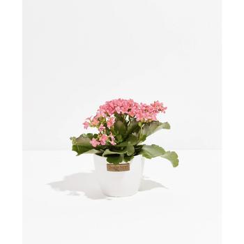 商品Lively Root | Blooming Kalanchoe Live Plant, 4" Coco Eco Pot,商家Macy's,价格¥385图片