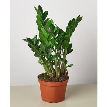 商品House Plant Shop | Zamioculcas Zamiifolia 'ZZ' Live Plant, 6" Pot,商家Macy's,价格¥227图片