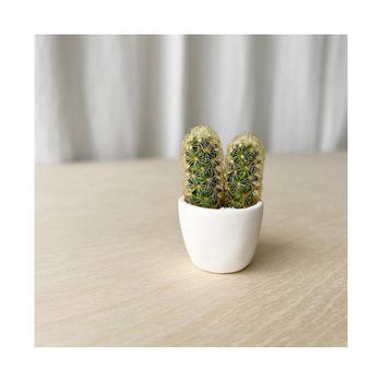 商品Tierra Sol Studio | You + Me Mini Cactus Plant Kit,商家Macy's,价格¥213图片