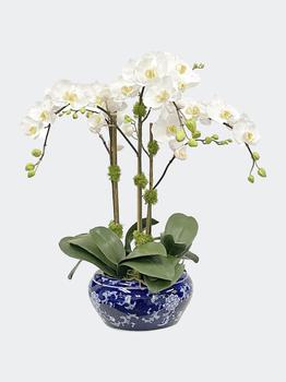 商品Orchid In Fish Bowl图片
