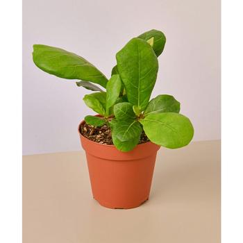 商品House Plant Shop | Fiddle Leaf Fig Ficus Lyrata Live Plant, 4" Pot,商家Macy's,价格¥139图片