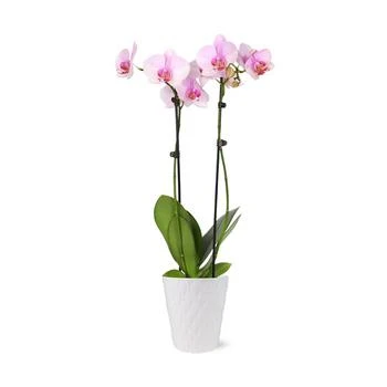 BloomsyBox | Paris Flowers Orchid Live Plant,商家Macy's,价格¥446