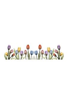 商品COURTSIDE MARKET | X-Ray Flowers Colorful Tulips 15" x 30"Gallery Art Decal,商家Nordstrom Rack,价格¥319图片