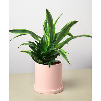 商品Dracaenas in Pink Cylinder Pot Live Plant Arrangement图片