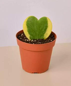House Plant Shop | Hoya Sweetheart Variegated Live Plant, 4" Pot,商家Macy's,价格¥157
