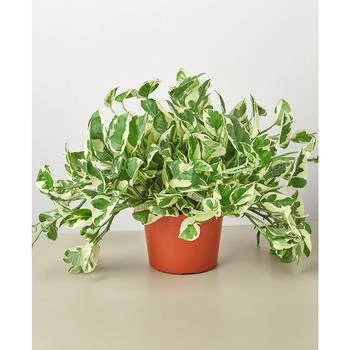 House Plant Shop | Pothos N'Joy Live Plant, 6" Pot,商家Macy's,价格¥191