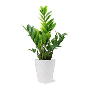 商品BloomsyBox | Zamioculcas Zamiifolia Live Plant,商家Macy's,价格¥461图片