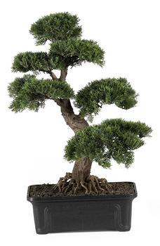 商品NEARLY NATURAL | Cedar Bonsai Artificial Tree,商家Nordstrom Rack,价格¥1171图片