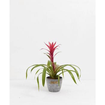 商品Lively Root | Tropical Delight Guzmania Bromeliad Live Plant, 4" Earl Gray Eco Pot,商家Macy's,价格¥359图片
