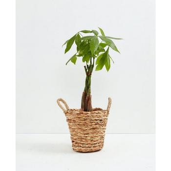 商品Money Tree Live Plant, 6" Basket,商家Macy's,价格¥431图片