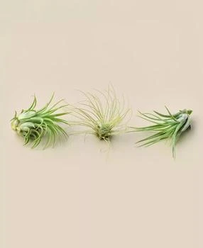 House Plant Shop | Live Air Plants, Pack of 3,商家Macy's,价格¥150