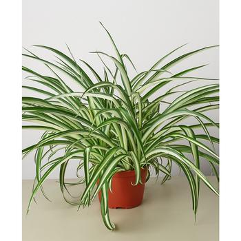 商品House Plant Shop | Spider Reverse Live Plant, 6" Pot,商家Macy's,价格¥213图片