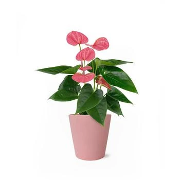 BloomsyBox | Perfectly Pink Anthurium Live Plant,商家Macy's,价格¥484