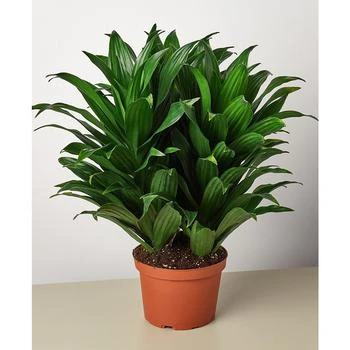 House Plant Shop | Dracaena 'Janet Craig' Live Plant, 6" Pot,商家Macy's,价格¥225