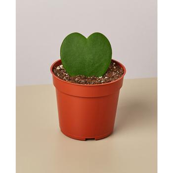 商品Hoya Sweetheart Live Plant, 4" Pot,商家Macy's,价格¥154图片