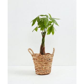 商品Lively Root | Money Tree Live Plant, 6" Basket,商家Macy's,价格¥492图片