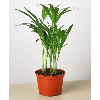 商品Areca Palm Live Plant, in 6" Pot图片