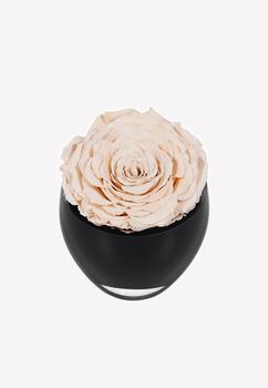 商品OnlyRoses | The Infinite Rose,商家Thahab,价格¥1097图片