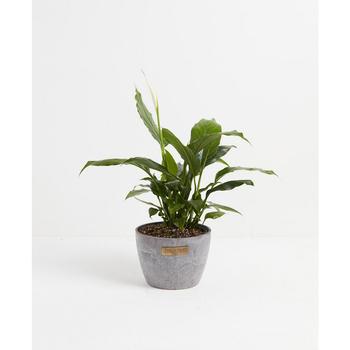 商品Lively Root | Peace Lily Live Plant, 6" Earl Gray Eco Pot,商家Macy's,价格¥475图片
