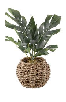 商品FLORA BUNDA | Split leaf in 6" Basket,商家Nordstrom Rack,价格¥267图片