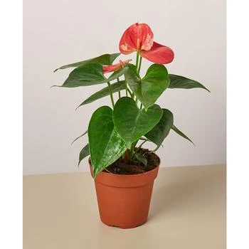 House Plant Shop | Pink Anthurium Live Plant, 4" Pot,商家Macy's,价格¥127