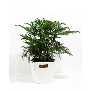 商品Lively Root | Norfolk Island Pine 'Araucaria Heterophylla' Live Plant, 10" Coconut Eco Pot,商家Macy's,价格¥1048图片