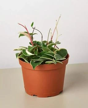 House Plant Shop | Tricolor Hoya Carnosa Wax Flower Live Plant, 6" Pot,商家Macy's,价格¥262