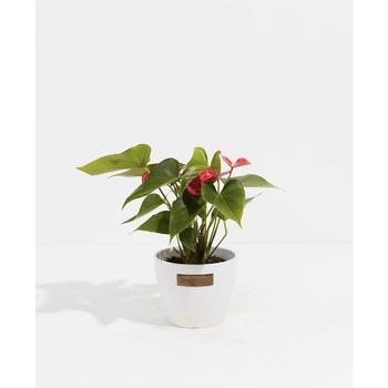 商品Flamingo Flower Live Plant, 4" Coco Eco Pot图片