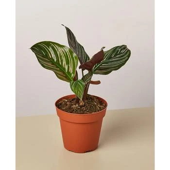 House Plant Shop | Calathea 'Ornata' Live Plant, 4" Pot,商家Macy's,价格¥201