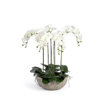 商品Phalaenopsis Orchid Plant in Concrete Bowl图片