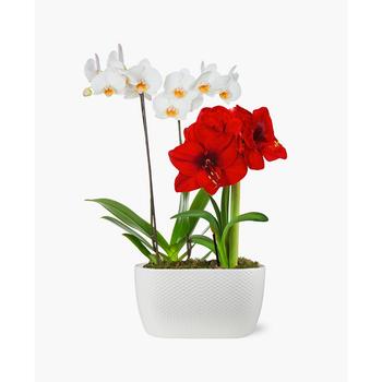 商品BloomsyBox | The Perfect Holiday Pair Fresh Flower Bouquet,商家Macy's,价格¥852图片