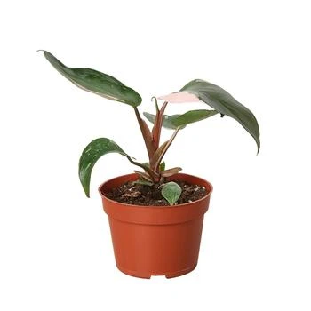 House Plant Shop | Philodendron Pink Princess in 4" Pot,商家Macy's,价格¥372