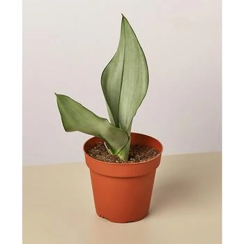 House Plant Shop | Snake Plant Moonshine Live Plant, 4" Pot,商家Macy's,价格¥115