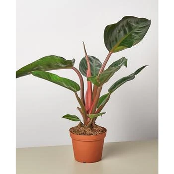 House Plant Shop | Philodendron 'Congo Rojo' Live Plant, 6" Pot,商家Macy's,价格¥224