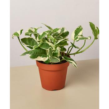 商品House Plant Shop | Pothos 'N'Joy' Live Plant, 4" Pot,商家Macy's,价格¥107图片