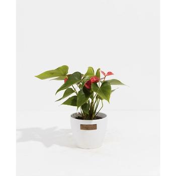 商品Lively Root | Flamingo Flower Live Plant, 4" Coco Eco Pot,商家Macy's,价格¥354图片