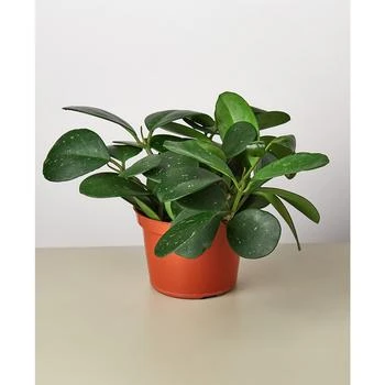 House Plant Shop | Hoya 'Obovata' Live Plant, 6" Pot,商家Macy's,价格¥313