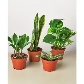 House Plant Shop | Easy Care Live Plants, Pack of 4,商家Macy's,价格¥357