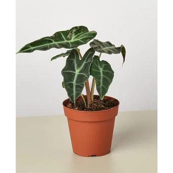 House Plant Shop | Alocasia Polly 'African Mask' Live Plant, 4" Pot,商家Macy's,价格¥149