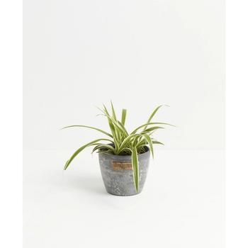 商品Lively Root | Spider Plant Live Plant, 4" Earl Gray Eco Pot,商家Macy's,价格¥359图片