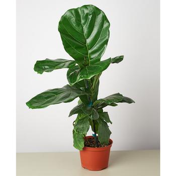 商品Ficus Lyrata Fiddle Leaf Fig Live Plant, 6" Pot图片