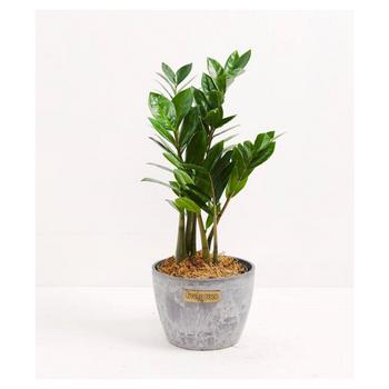 商品Zamioculcas Zamifolia Live Plant, 6" Earl Grey Eco Pot,商家Macy's,价格¥431图片