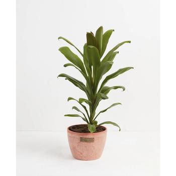 商品Lively Root | Cordyline Glauca Good Luck Plant Live Plant, 10" Chai Eco Pot,商家Macy's,价格¥1048图片