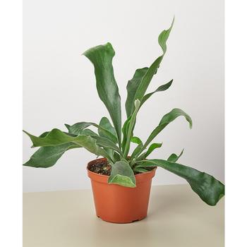 商品House Plant Shop | Staghorn Fern Live Plant, 6" Pot,商家Macy's,价格¥213图片