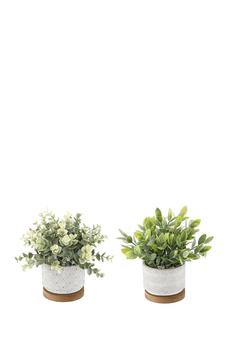 商品Eucalyptus & Tea Leaf in 3.75" Cement + Wood Base Pot, Set of 2图片