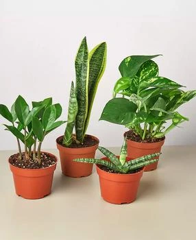 House Plant Shop | Easy Care Live Plants, Pack of 4,商家Macy's,价格¥359