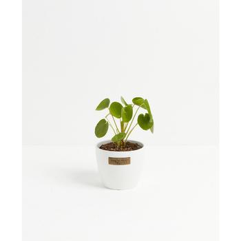 商品Chinese Money Plant Live Plant, 4" Coco Eco Pot,商家Macy's,价格¥322图片
