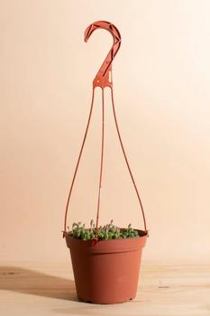 商品Home Botanicals | Home Botanicals Hanging String of Pearls Succulent in 6" Grow Pot with Hanger Included,商家Urban Outfitters,价格¥229图片